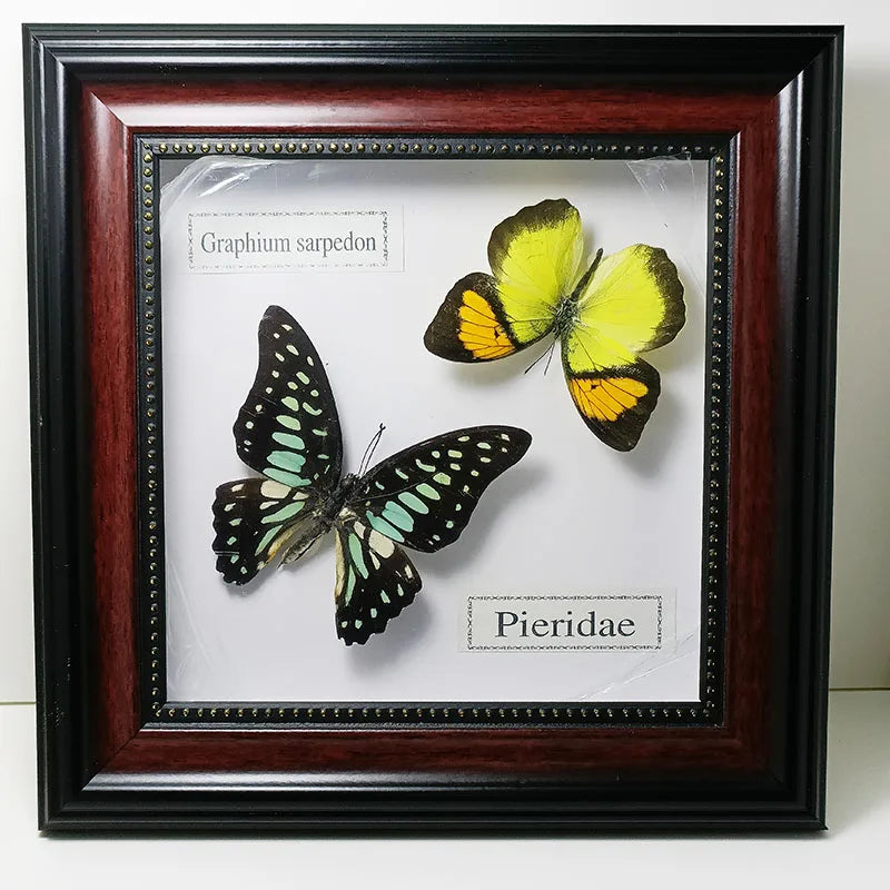Framed Butterfly Specimens
