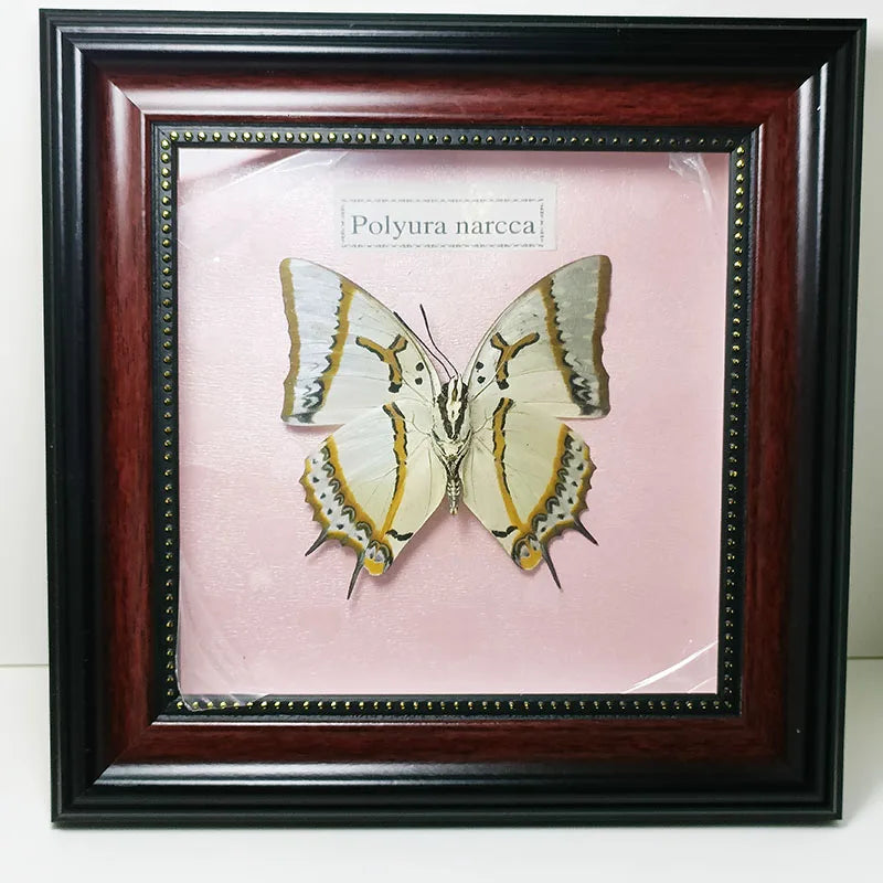 Framed Butterfly Specimens