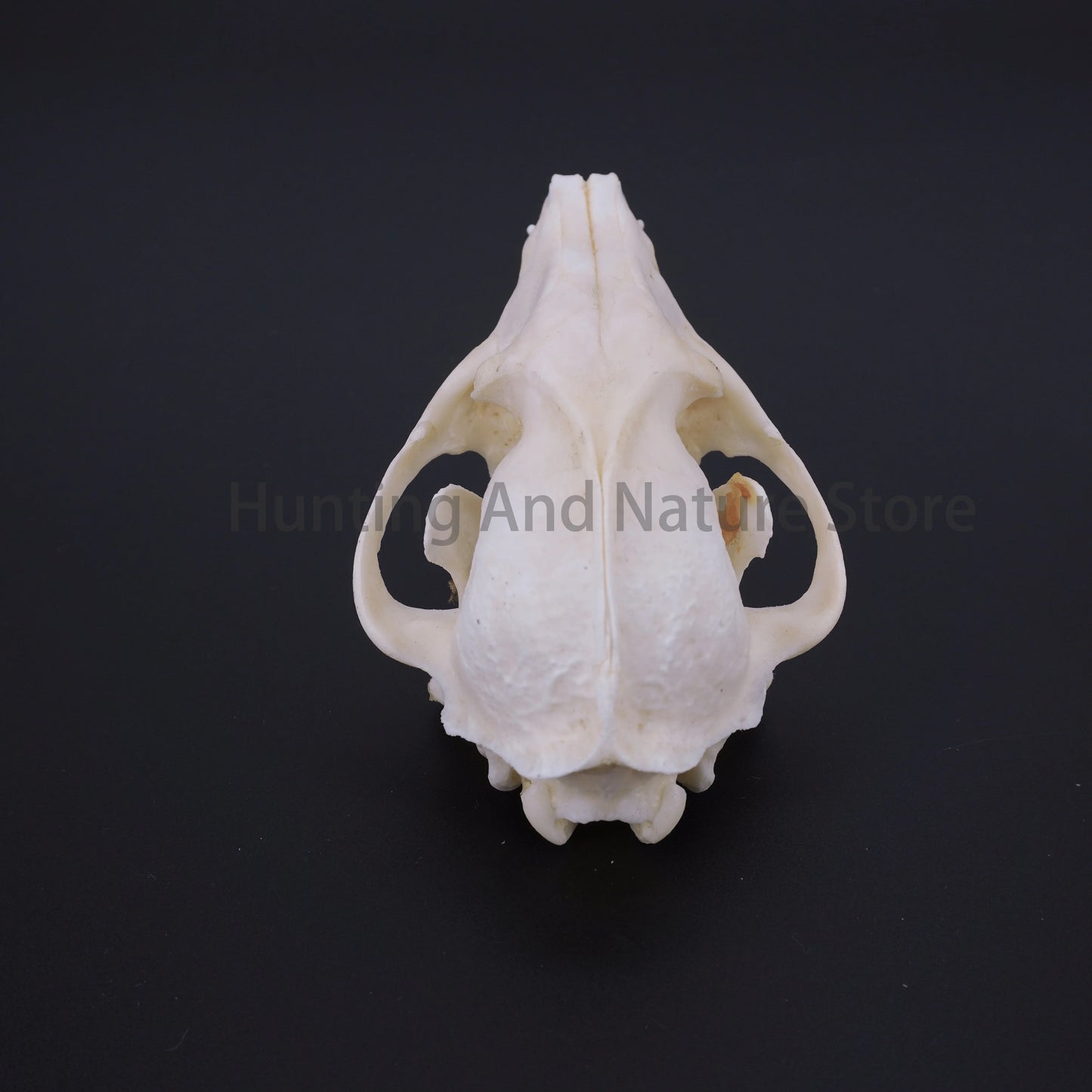 Raccoon Skull