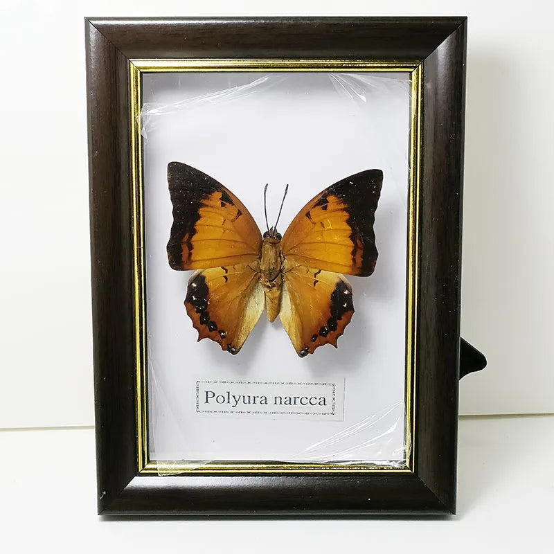 Framed Butterfly Specimens