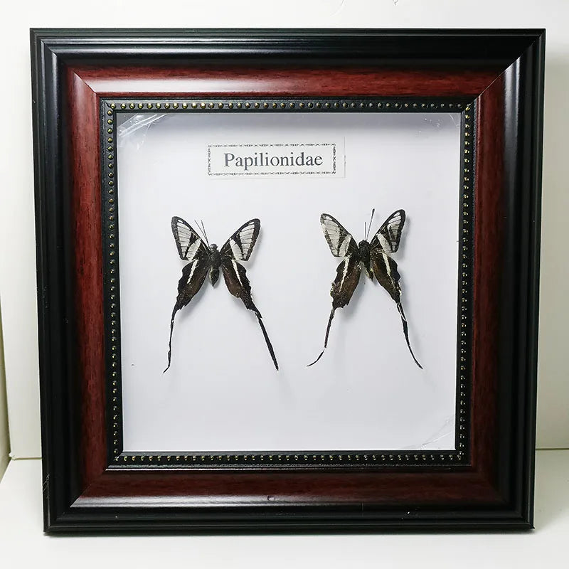 Framed Butterfly Specimens