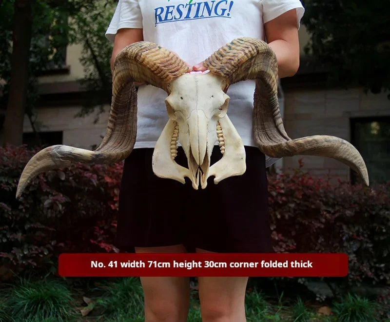Sheep Skull With XL Horns