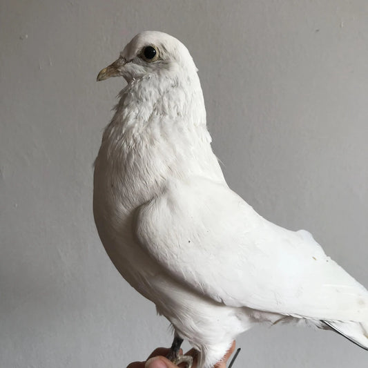 Taxidermy White Pigeon