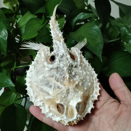 Starry Handfish Skeleton - 15 CM/5.9”