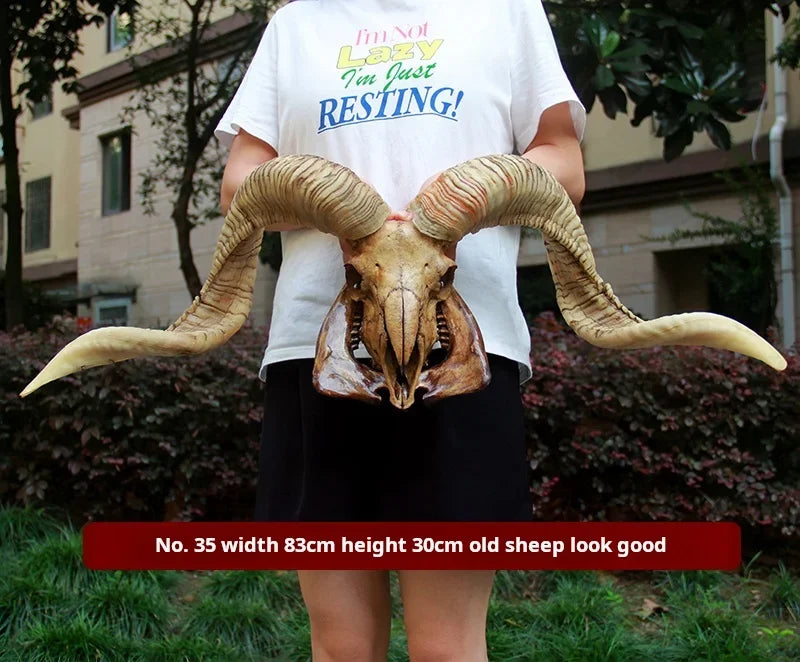 Sheep Skull With XL Horns