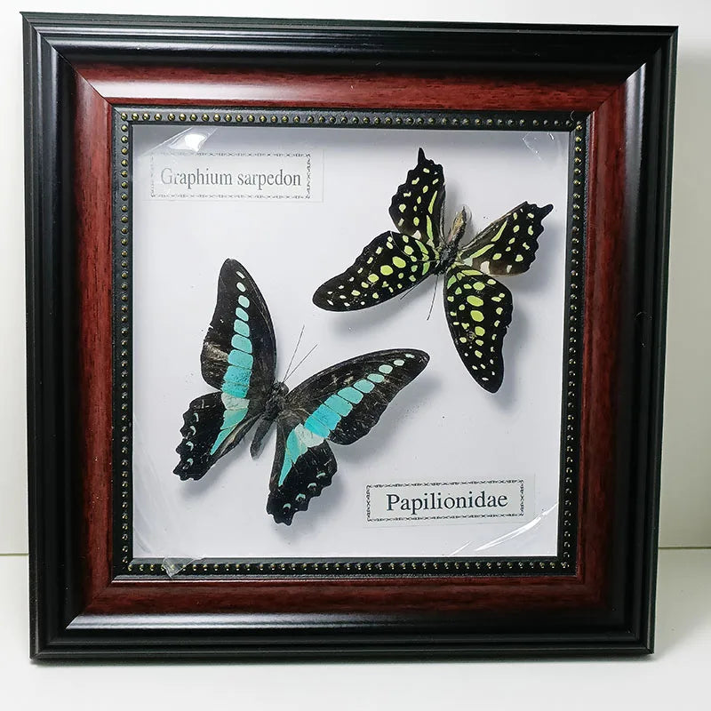 Framed Butterfly Specimens