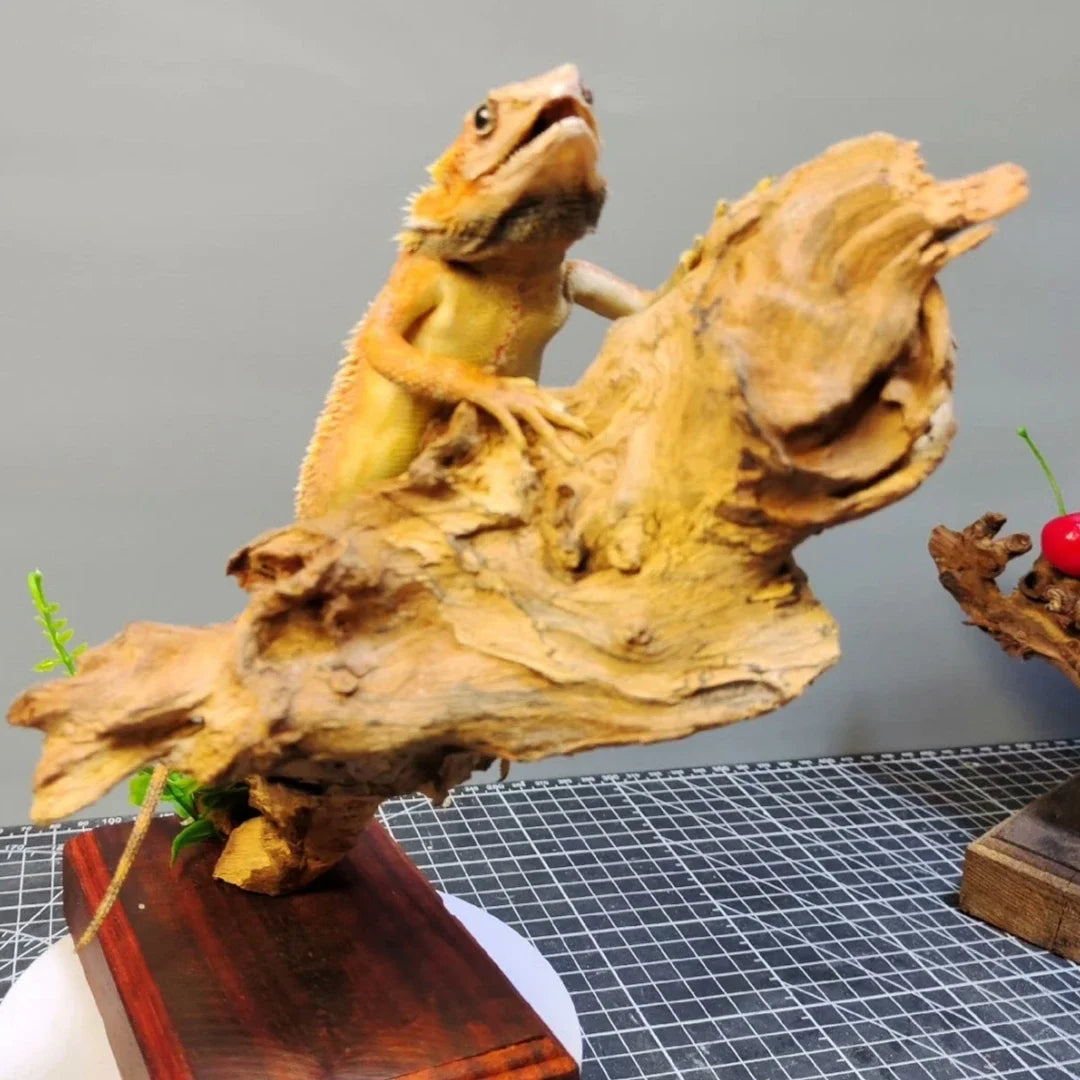 Posed Taxidermy Bearded Dragon