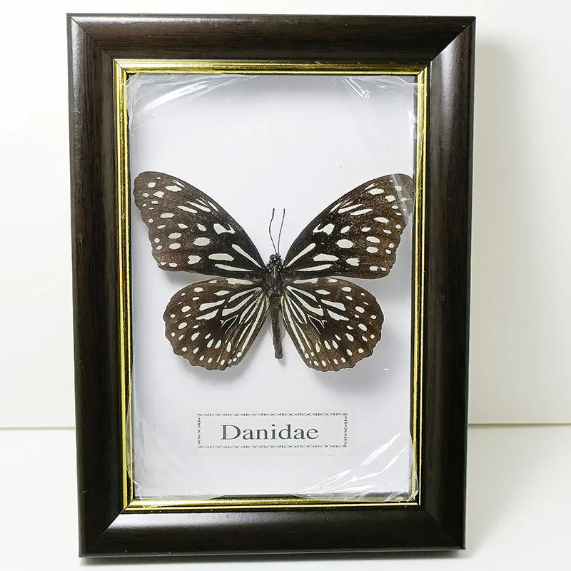 Framed Butterfly Specimens