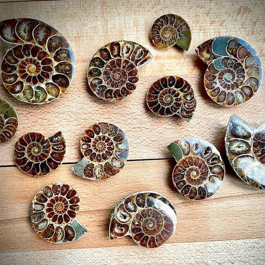 Ammonite Slice Specimens
