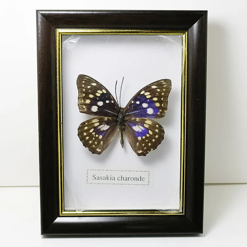 Framed Butterfly Specimens