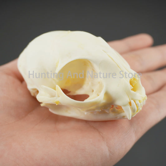 Cat Skull
