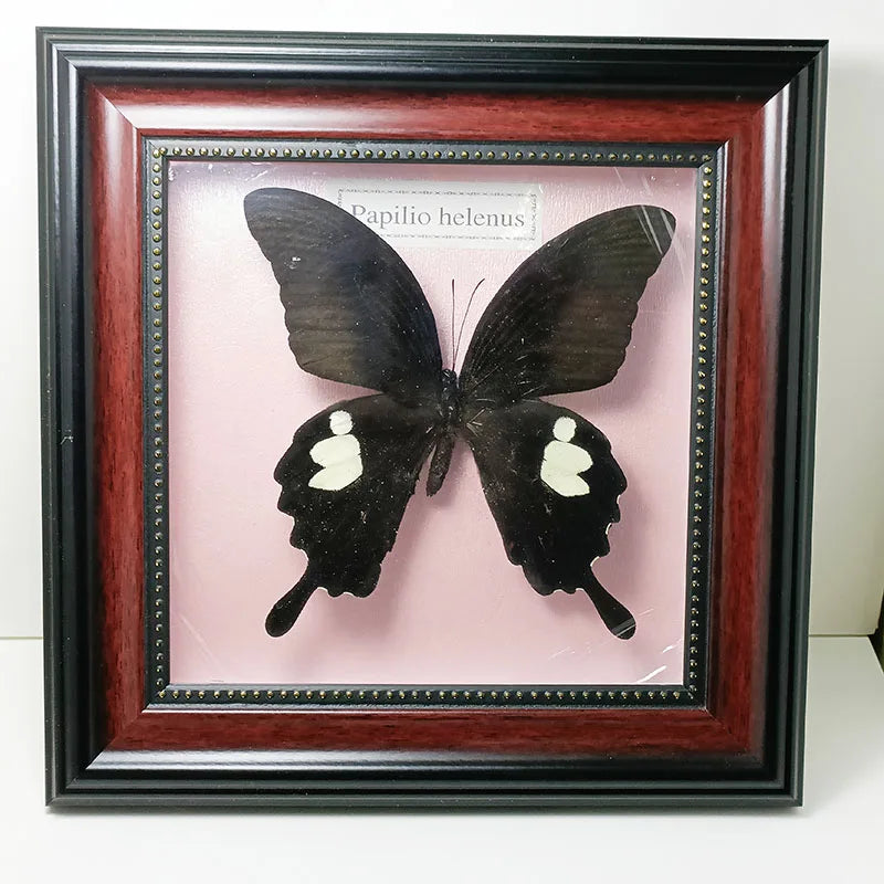 Framed Butterfly Specimens