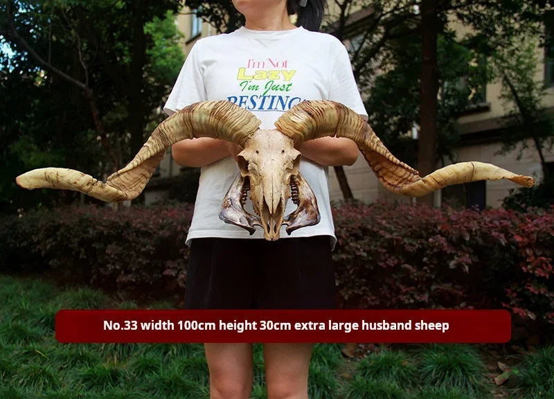 Sheep Skull With XL Horns