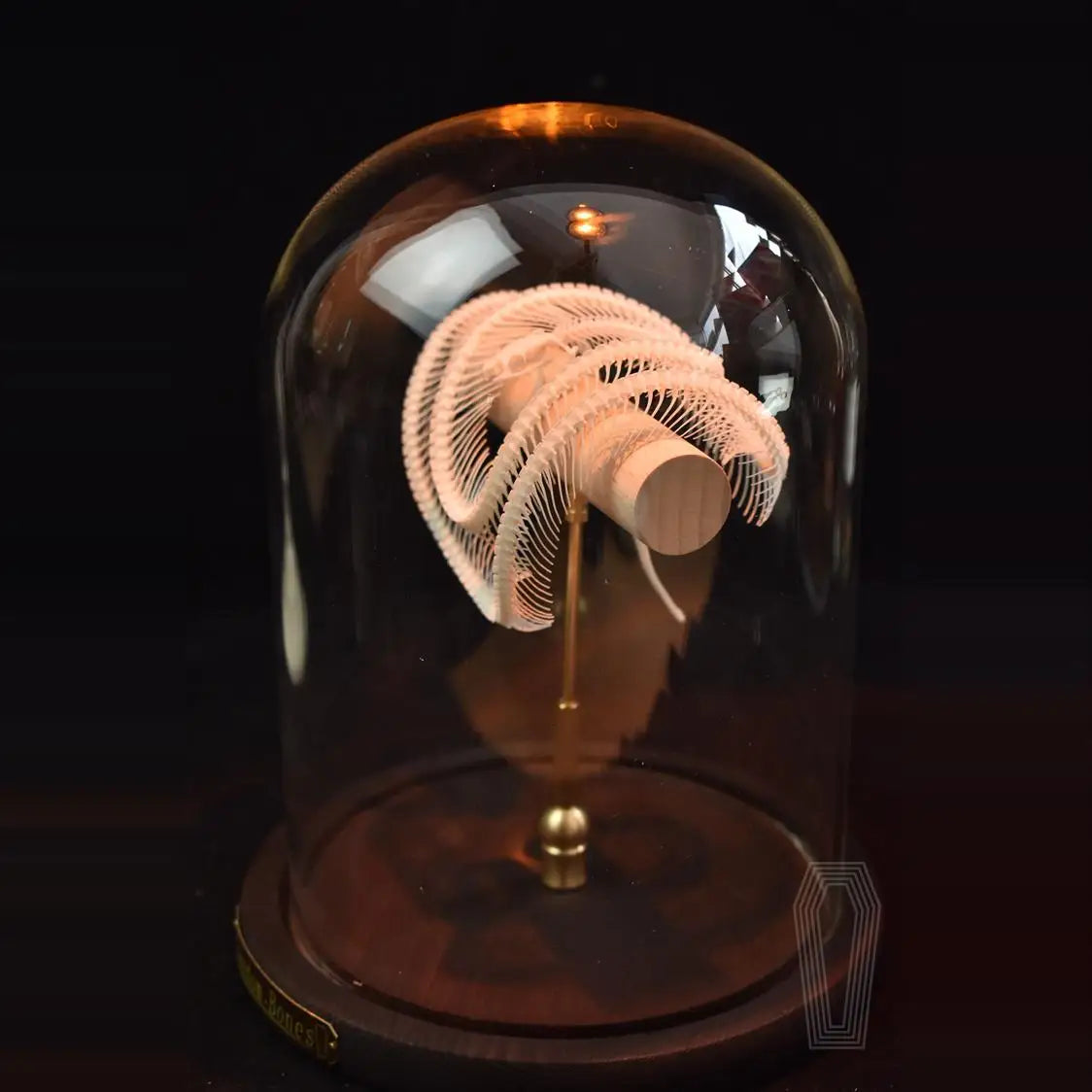 Posed Snake Skeleton in Glass Dome
