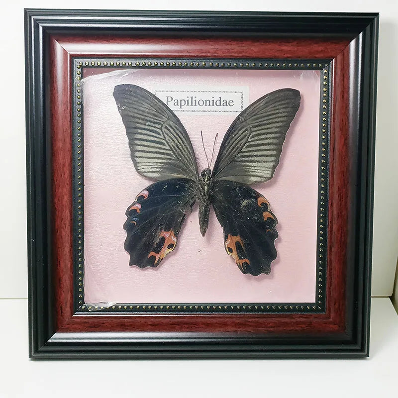 Framed Butterfly Specimens