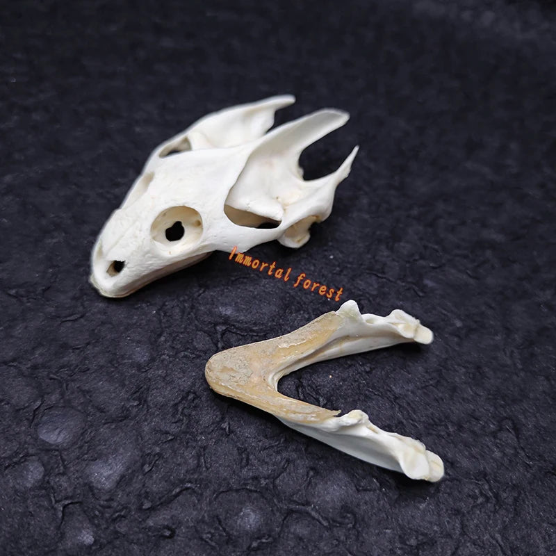 Turtle skull