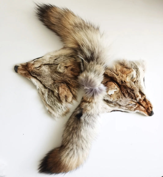 Taxidermy Coyote Heads and Tails